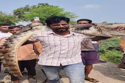 Rajasthan के कोटा में एक व्यक्ति मगरमच्छ को कंधे पर उठाकर सुरक्षित स्थान पर लेकर जा रहा है
