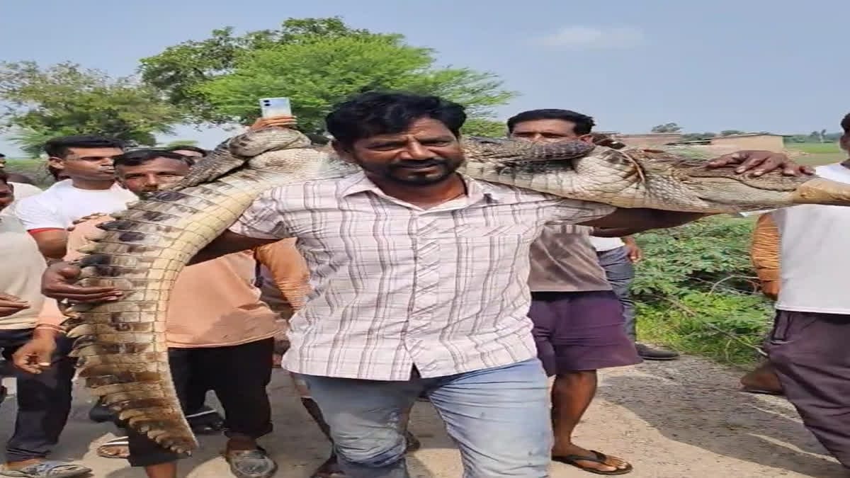Rajasthan के कोटा में एक व्यक्ति मगरमच्छ को कंधे पर उठाकर सुरक्षित स्थान पर लेकर जा रहा है