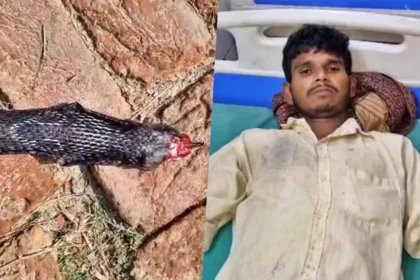 हरदोई में युवक ने कोबरा का फन दांतों से चबाया