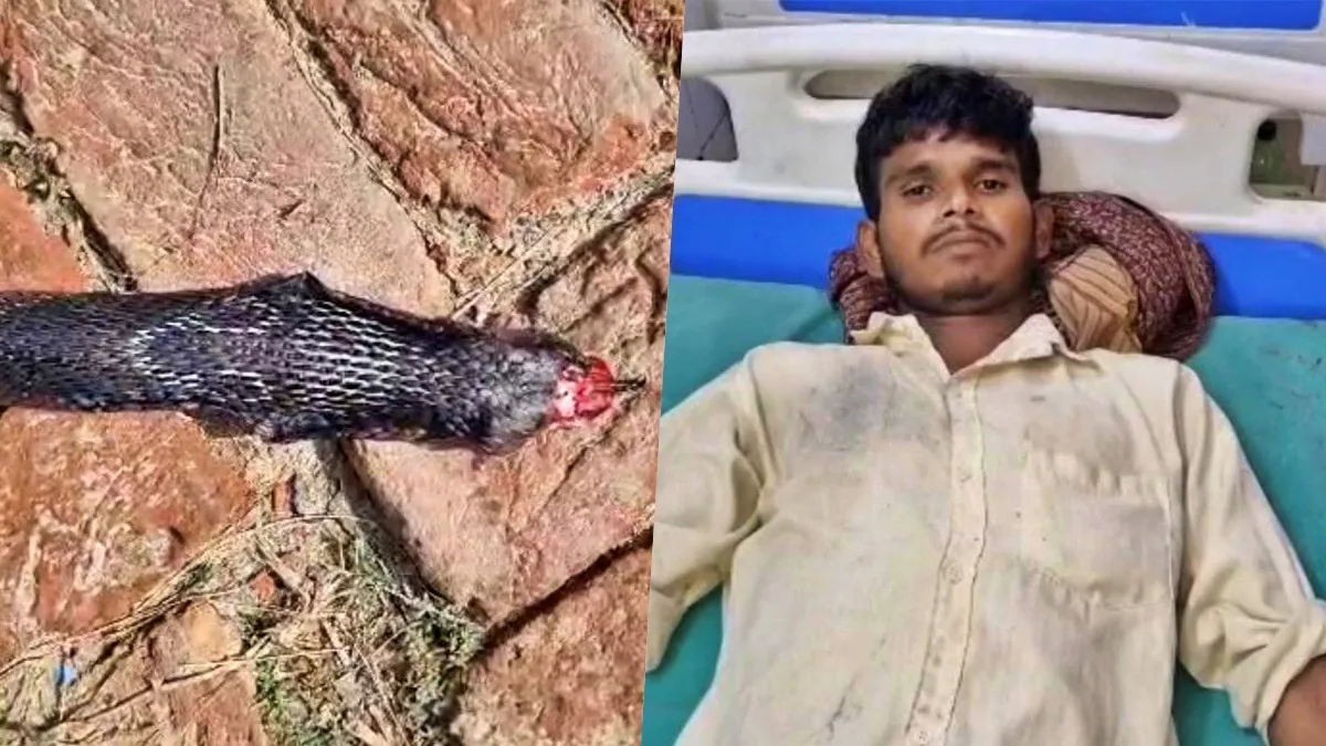 हरदोई में युवक ने कोबरा का फन दांतों से चबाया