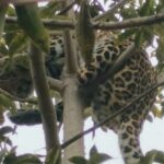 Lakhimpur - Lakhimpur Kheri News: सुबह-सुबह खेत पर पहुंचे किसान, पेड़ पर तेंदुआ बैठा देख उड़ गए होश, मचा हड़कंप