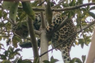 Lakhimpur - Lakhimpur Kheri News: सुबह-सुबह खेत पर पहुंचे किसान, पेड़ पर तेंदुआ बैठा देख उड़ गए होश, मचा हड़कंप