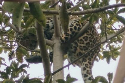 Lakhimpur - Lakhimpur Kheri News: सुबह-सुबह खेत पर पहुंचे किसान, पेड़ पर तेंदुआ बैठा देख उड़ गए होश, मचा हड़कंप