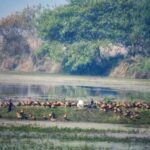 Lakhimpur - Lakhimpur Kheri News: मेहमान पक्षियों के कलरव से बढ़ी किशनपुर अभयारण्य की रौनक