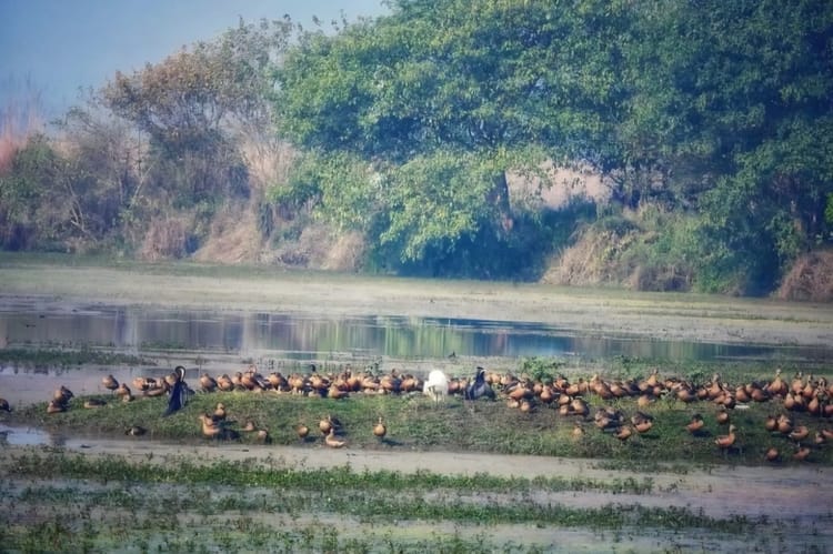 Lakhimpur - Lakhimpur Kheri News: मेहमान पक्षियों के कलरव से बढ़ी किशनपुर अभयारण्य की रौनक