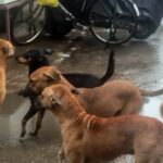 Bareilly - Bareilly News: लावारिस कुत्ते ने किया पांच साल के बच्चे पर हमला, गंभीर रूप से घायल