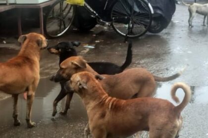 Bareilly - Bareilly News: लावारिस कुत्ते ने किया पांच साल के बच्चे पर हमला, गंभीर रूप से घायल