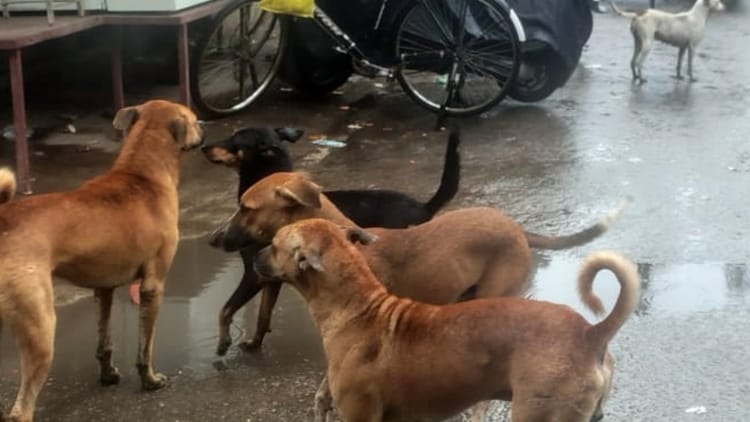 Bareilly - Bareilly News: लावारिस कुत्ते ने किया पांच साल के बच्चे पर हमला, गंभीर रूप से घायल