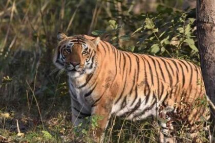 Lakhimpur - Lakhimpur Kheri: गन्ने के खेत में मजदूर पर बाघ ने किया हमला, किसानों ने बचाई जान; घटना से इलाके में दहशत