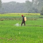 Climate - Climate Change: जलवायु संकट से फसलों पर बढ़ा कीट-घुन का हमला, जानें तापमान बढ़ने पर किसानों का क्या हाल होगा?