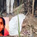 UP News: - UP News: लखीमपुर खीरी में महिला को दबोच ले गई बाघिन, 12 घंटे बाद खेत में मिला अधखाया शव