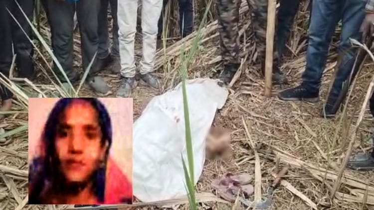 UP News: - UP News: लखीमपुर खीरी में महिला को दबोच ले गई बाघिन, 12 घंटे बाद खेत में मिला अधखाया शव