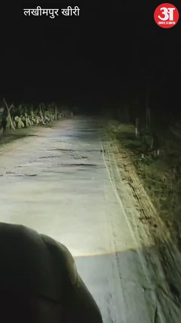 Lakhimpur - Lakhimpur Kheri: गांव के पास सड़क पार करता दिखा बाघ, ग्रामीणों में दहशत; देखें वीडियो