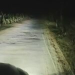 Lakhimpur - Lakhimpur Kheri: गांव के पास सड़क पार करता दिखा बाघ, ग्रामीणों में दहशत; देखें वीडियो