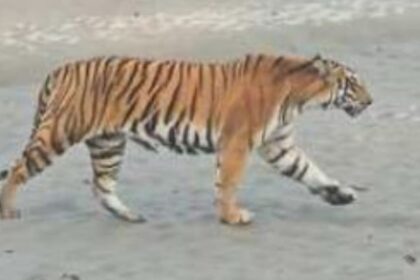 Lakhimpur - Lakhimpur Kheri News: खेत में गन्ना काट रही था महिला, तभी अचानक सामने आ गया बाघ, ऐसे बची जान