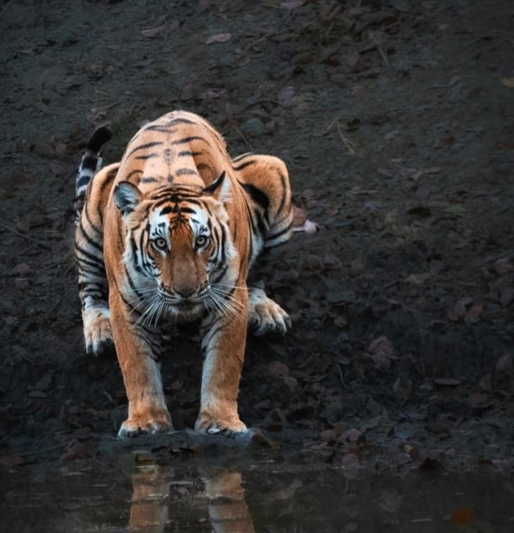 Lakhimpur - Lakhimpur Kheri News: पर्यटकों को भा रहा नककटी बाघिन का परिवार