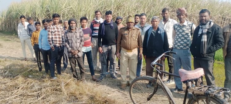 Lakhimpur - Lakhimpur Kheri News: गन्ना काट रही महिला के सामने आया बाघ, भागकर बचाई जान