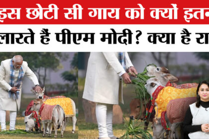 PM Modi - PM Modi Cow Video: क्या आपको पता है दुनिया की सबसे छोटी गाय का सबसे बड़ा सच