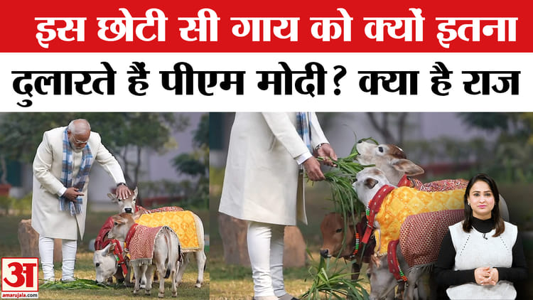 PM Modi - PM Modi Cow Video: क्या आपको पता है दुनिया की सबसे छोटी गाय का सबसे बड़ा सच