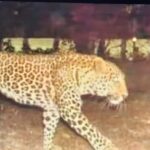 हिम्मत: - हिम्मत: लखीमपुर खीरी में तेंदुए के मुंह में बोतल ठूंसकर किसान ने बचाई अपनी जान, दो मिनट तक किया संघर्ष