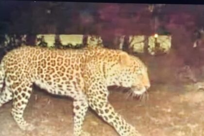 हिम्मत: - हिम्मत: लखीमपुर खीरी में तेंदुए के मुंह में बोतल ठूंसकर किसान ने बचाई अपनी जान, दो मिनट तक किया संघर्ष