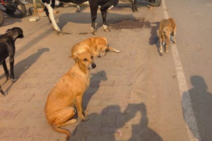 Lakhimpur - Lakhimpur Kheri News: कच्चा व सड़ा मांस खाकर लावारिस कुत्ते हो रहे हिंसक