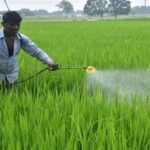 सख्ती: - सख्ती: नकली कीटनाशकों का कारोबार करने पर होगी तीन साल तक कैद, विधेयक का मसौदा तैयार; चार फरवरी तक मांगे सुझाव