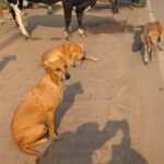 Lakhimpur - Lakhimpur Kheri News: कच्चा व सड़ा मांस खाकर लावारिस कुत्ते हो रहे हिंसक