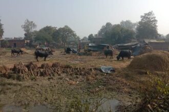 Lakhimpur - Lakhimpur Kheri News: अलीगंज में पीएचसी के लिए जमीन आरक्षित, निर्माण का पता नहीं