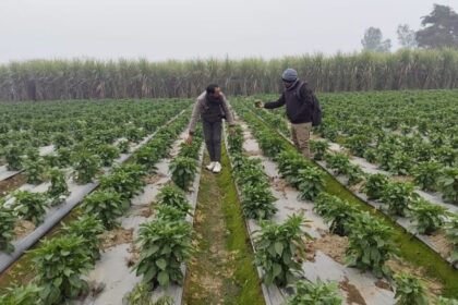 Lakhimpur - Lakhimpur Kheri News: स्वाद में तीखी, पर कमाई में मिठास घोल रही मिर्च की खेती