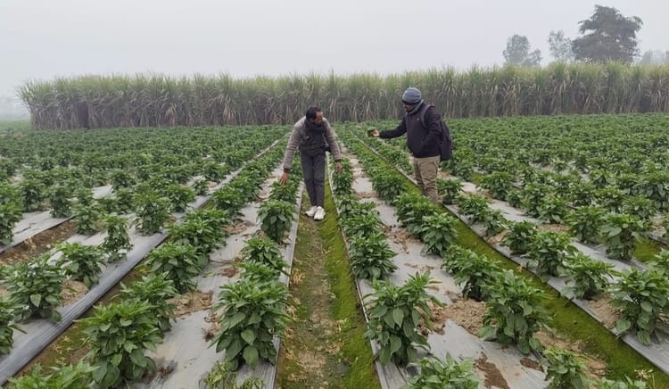 Lakhimpur - Lakhimpur Kheri News: स्वाद में तीखी, पर कमाई में मिठास घोल रही मिर्च की खेती