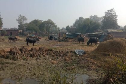 Lakhimpur - Lakhimpur Kheri News: अलीगंज में पीएचसी के लिए जमीन आरक्षित, निर्माण का पता नहीं