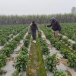 Lakhimpur - Lakhimpur Kheri News: स्वाद में तीखी, पर कमाई में मिठास घोल रही मिर्च की खेती