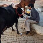 UP: संत - UP: संत और गो सेवा के लिए बेची 200 करोड़ की संपत्ति, स्वामी हरीश्वरानंद के प्रपौत्र ने बताया अनोखा किस्सा