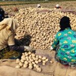 Potato - Potato Price: आलू हुआ बेहद सस्ता...किसानों की नहीं निकल पा रही लागत, जानें कितना है प्रति किलो भाव