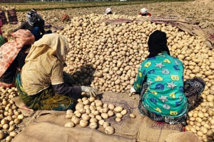 Potato - Potato Price: आलू हुआ बेहद सस्ता...किसानों की नहीं निकल पा रही लागत, जानें कितना है प्रति किलो भाव