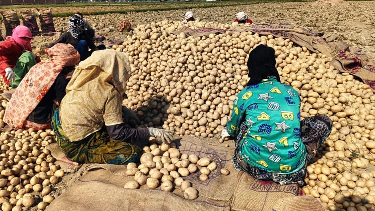 Potato - Potato Price: आलू हुआ बेहद सस्ता...किसानों की नहीं निकल पा रही लागत, जानें कितना है प्रति किलो भाव