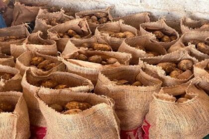 Potato: - Potato: हाथरस के आलू की अंतरराष्ट्रीय उड़ान, दुनिया को भा रहा स्वाद, सऊदी अरब-अफ्रीकी देशों को भी होगा निर्यात