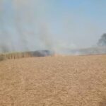 Lakhimpur - Lakhimpur Kheri: पराली की आग से सात किसानों का 11 बीघा गन्ना जलकर राख, नुकसान की भरपाई की मांग