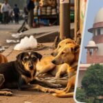 Stray - Stray Dogs Case: 'शहरीकरण से बढ़ा कूड़ा और उससे आवारा कुत्ते होते हैं इकट्ठा', सुप्रीम कोर्ट में वकील की दलील