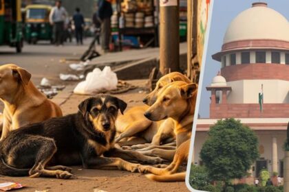 Stray - Stray Dogs Case: 'शहरीकरण से बढ़ा कूड़ा और उससे आवारा कुत्ते होते हैं इकट्ठा', सुप्रीम कोर्ट में वकील की दलील