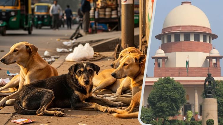Stray - Stray Dogs Case: 'शहरीकरण से बढ़ा कूड़ा और उससे आवारा कुत्ते होते हैं इकट्ठा', सुप्रीम कोर्ट में वकील की दलील