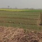 Lakhimpur - Lakhimpur Kheri: चीनी मिल कॉलोनी में दिखा तेंदुआ, इलाके में फैली दहशत; देखें वीडियो