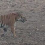 Lakhimpur - Lakhimpur Kheri: दुधवा के जंगल में बाघ के दीदार कर रोमांचित हो रहे सैलानी, देखें वीडियो