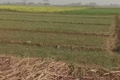 Lakhimpur - Lakhimpur Kheri: चीनी मिल कॉलोनी में दिखा तेंदुआ, इलाके में फैली दहशत; देखें वीडियो