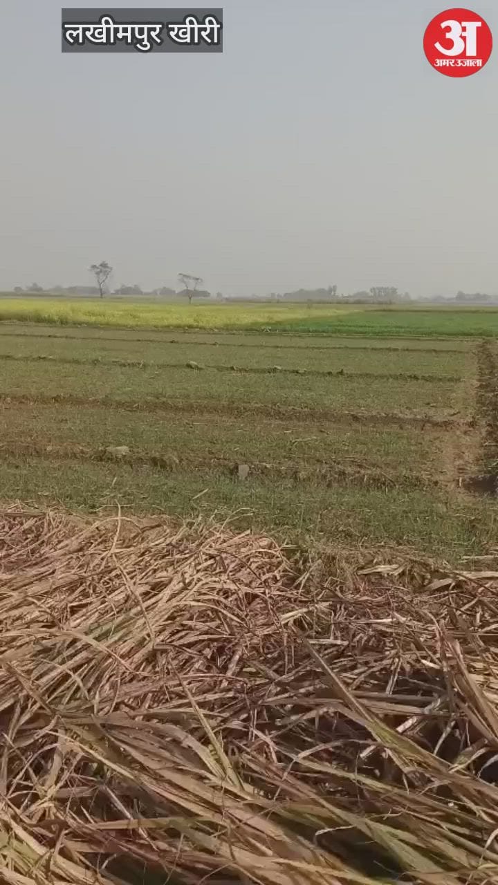 Lakhimpur - Lakhimpur Kheri: चीनी मिल कॉलोनी में दिखा तेंदुआ, इलाके में फैली दहशत; देखें वीडियो