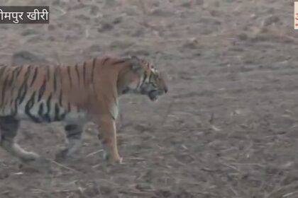 Lakhimpur - Lakhimpur Kheri: दुधवा के जंगल में बाघ के दीदार कर रोमांचित हो रहे सैलानी, देखें वीडियो