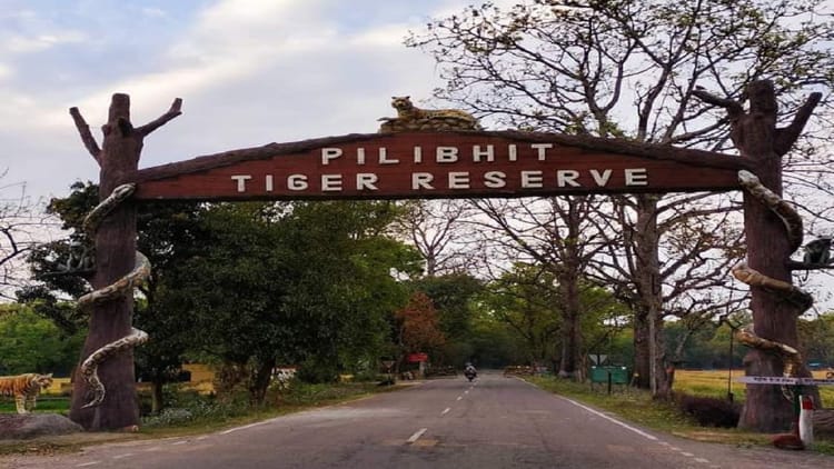 UP: पीलीभीत - UP: पीलीभीत टाइगर रिजर्व और दुधवा जाने वाले सैलानियों की राह होगी आसान, बरेली में बनेगा पर्यटक सूचना केंद्र