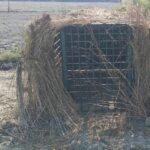 Lakhimpur - Lakhimpur Kheri: बाघ को पकड़ने के लिए लगाए गए पिंजरे में घुसे चोर, खोल गए गए दो बकरियां