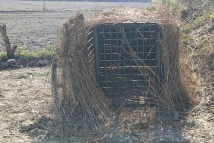 Lakhimpur - Lakhimpur Kheri: बाघ को पकड़ने के लिए लगाए गए पिंजरे में घुसे चोर, खोल गए गए दो बकरियां